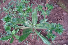 Eryngium foetidum